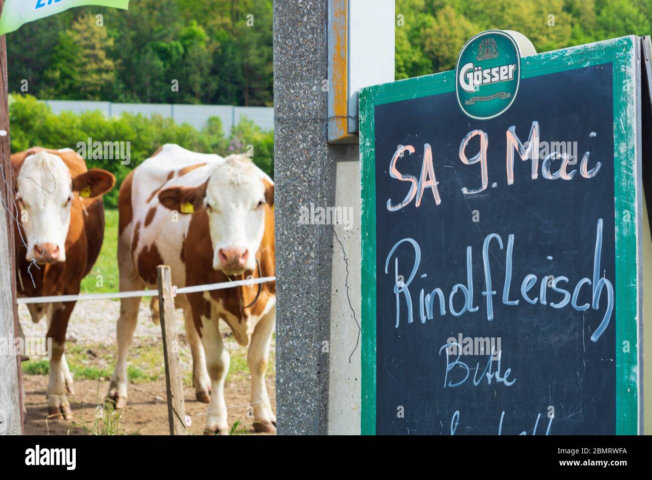 Klausen-Leopoldsdorf: sign at roadside 'Rindfleisch bitte bestellen', cows, in Wienerwald, Vienna Woods, Niederösterreich, Lower Austria, Austria Stock Photo