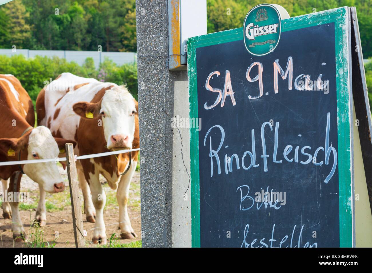 Klausen-Leopoldsdorf: sign at roadside 'Rindfleisch bitte bestellen', cows, in Wienerwald, Vienna Woods, Niederösterreich, Lower Austria, Austria Stock Photo