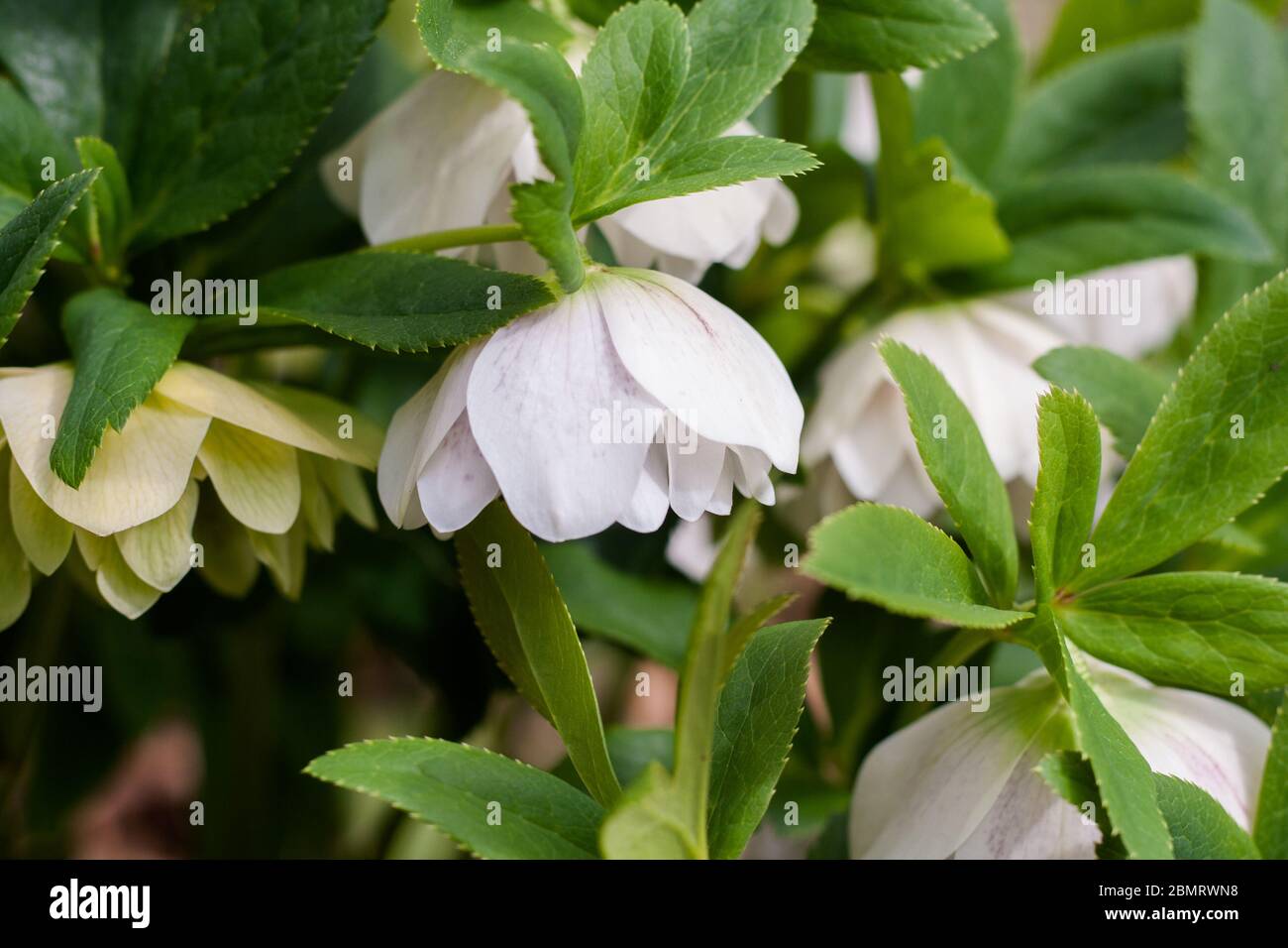 White flower nature background Stock Photo
