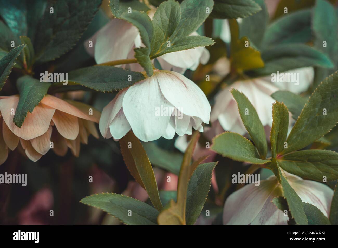 White flower nature background Stock Photo