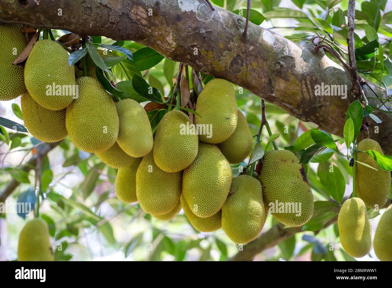 Raw green jackfruit on tree in Vietnam. Tropical fruit, close up Stock