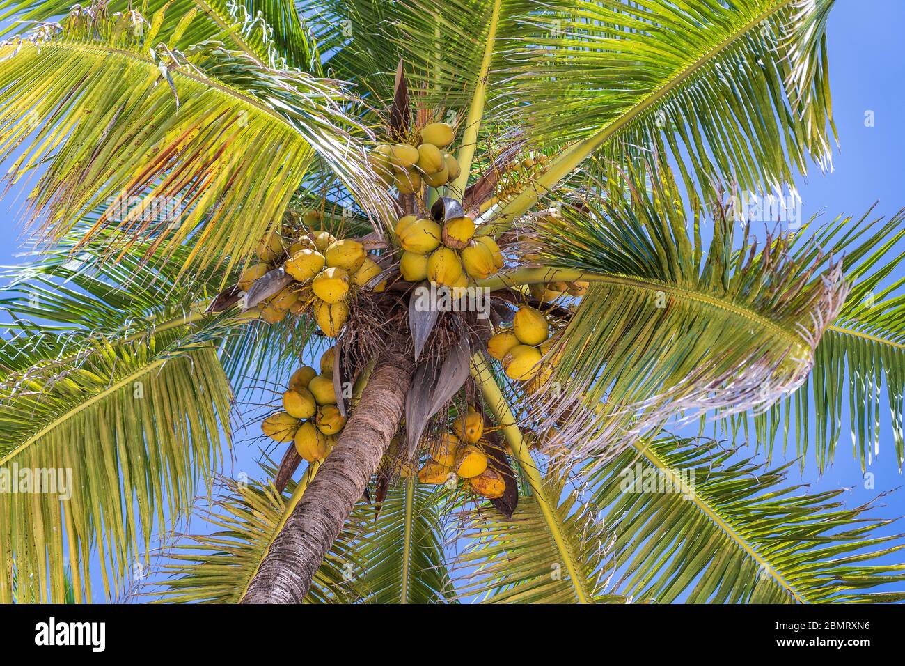 Coconut palm tree perspective view from floor high up on the beach, island  of Zanzibar, Tanzania, East Africa. Green palm leaves and coconuts on blue  Stock Photo - Alamy