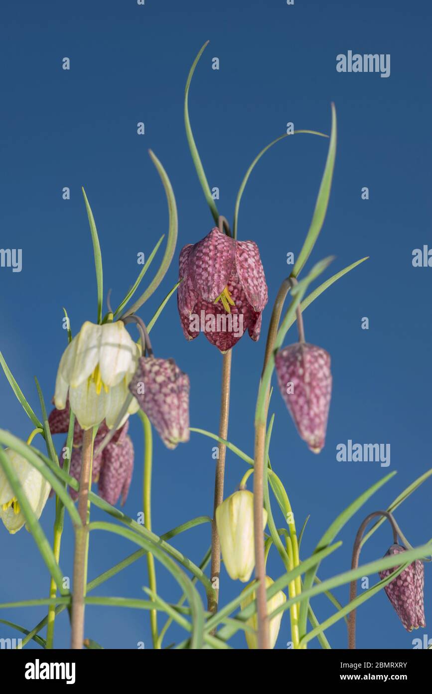 Fritillaria meleagris,snake's head fritillary, view of flowers against blue sky Stock Photo
