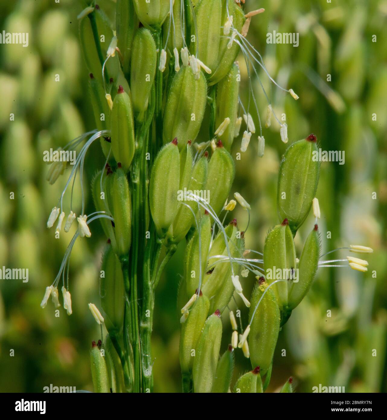 Close up rice flower Stock Photo