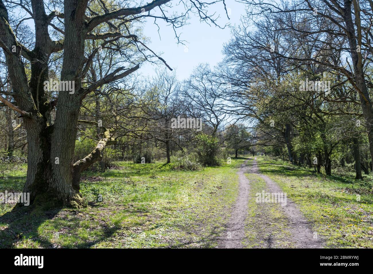 Bright footpath by leafing time in the swedish nature reserve Beijershamn on the island Oland Stock Photo