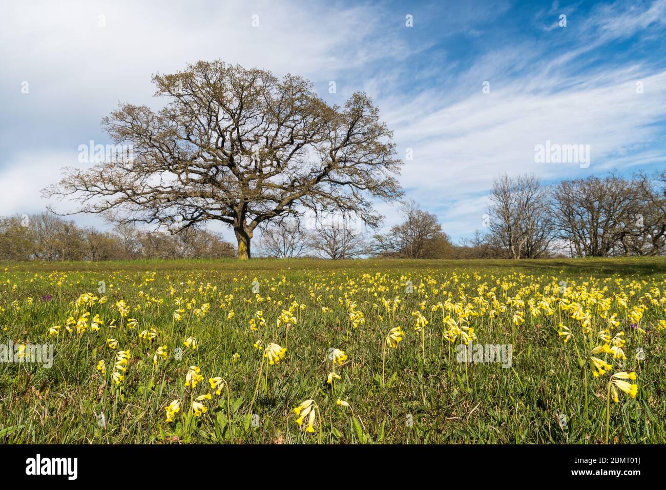 Field with blossom cowslips in the swedish trip destination Sodra Greda on the island Oland Stock Photo