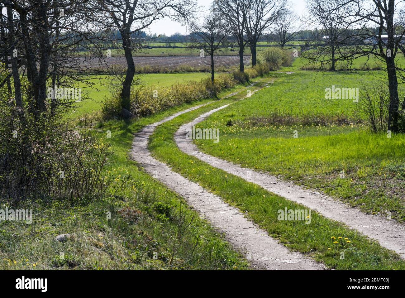 Winding country road by spring season at the swedish destination site Sodra Greda on the island Oland Stock Photo