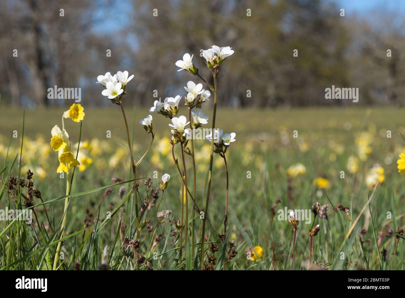 Blossom group with Meadow Saxifrages in a swedish nature reserve Stock Photo