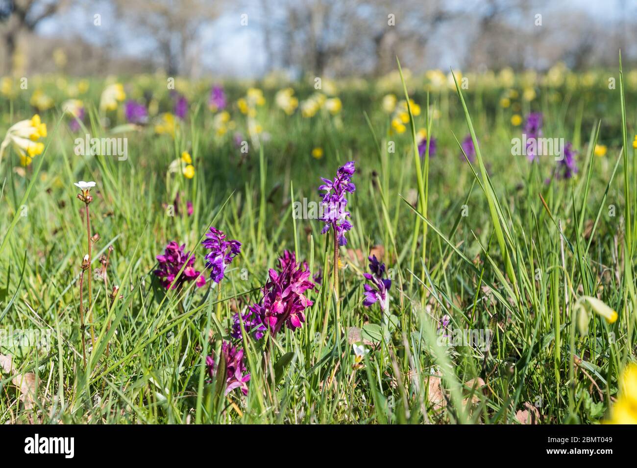 Blossom purple wild flowers in a green sunlit field by the swedish nature reserve Sodra Greda on the island Oland Stock Photo