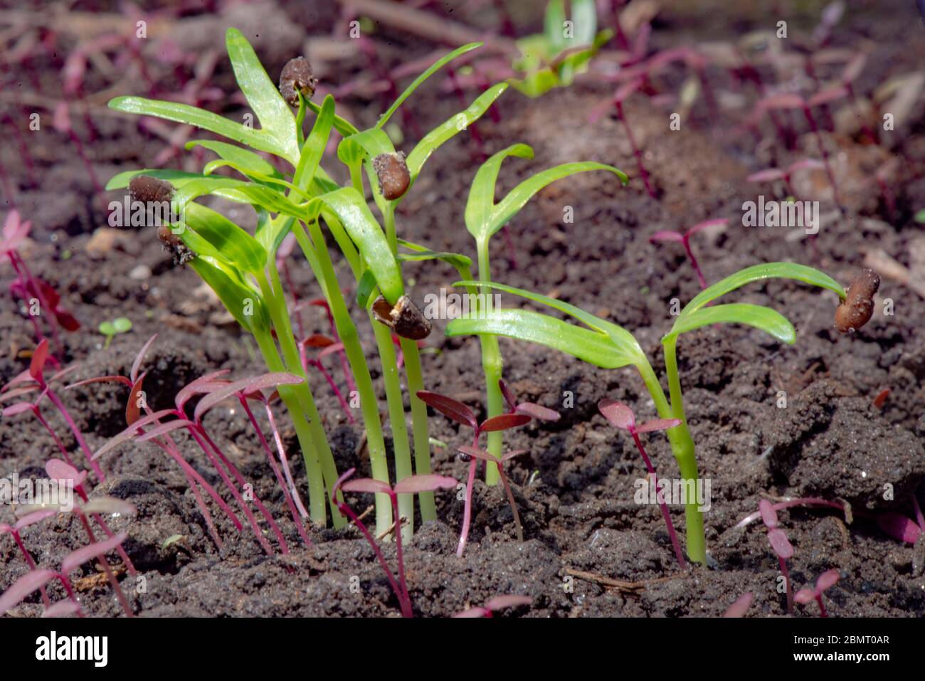Agriculture art Stock Photo