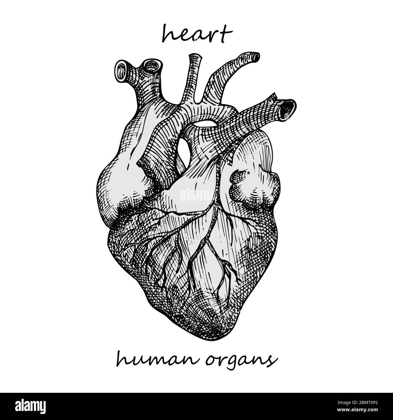 Heart Realistic Hand Drawn Icon Of Human Internal Organs Engraving Art Sketch Style Design Concept For Your Medical Projects Post Viral Stock Vector Image Art Alamy