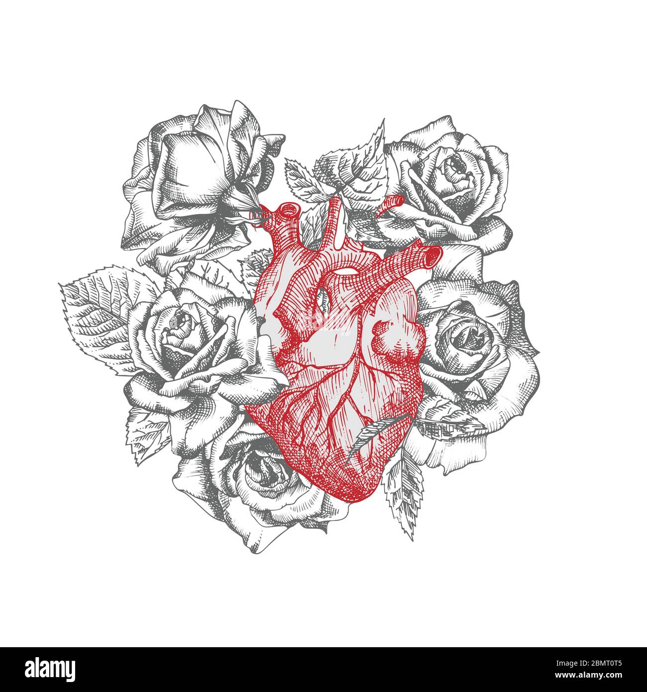 Heart roses hand drawn Cut Out Stock Images & Pictures Alamy
