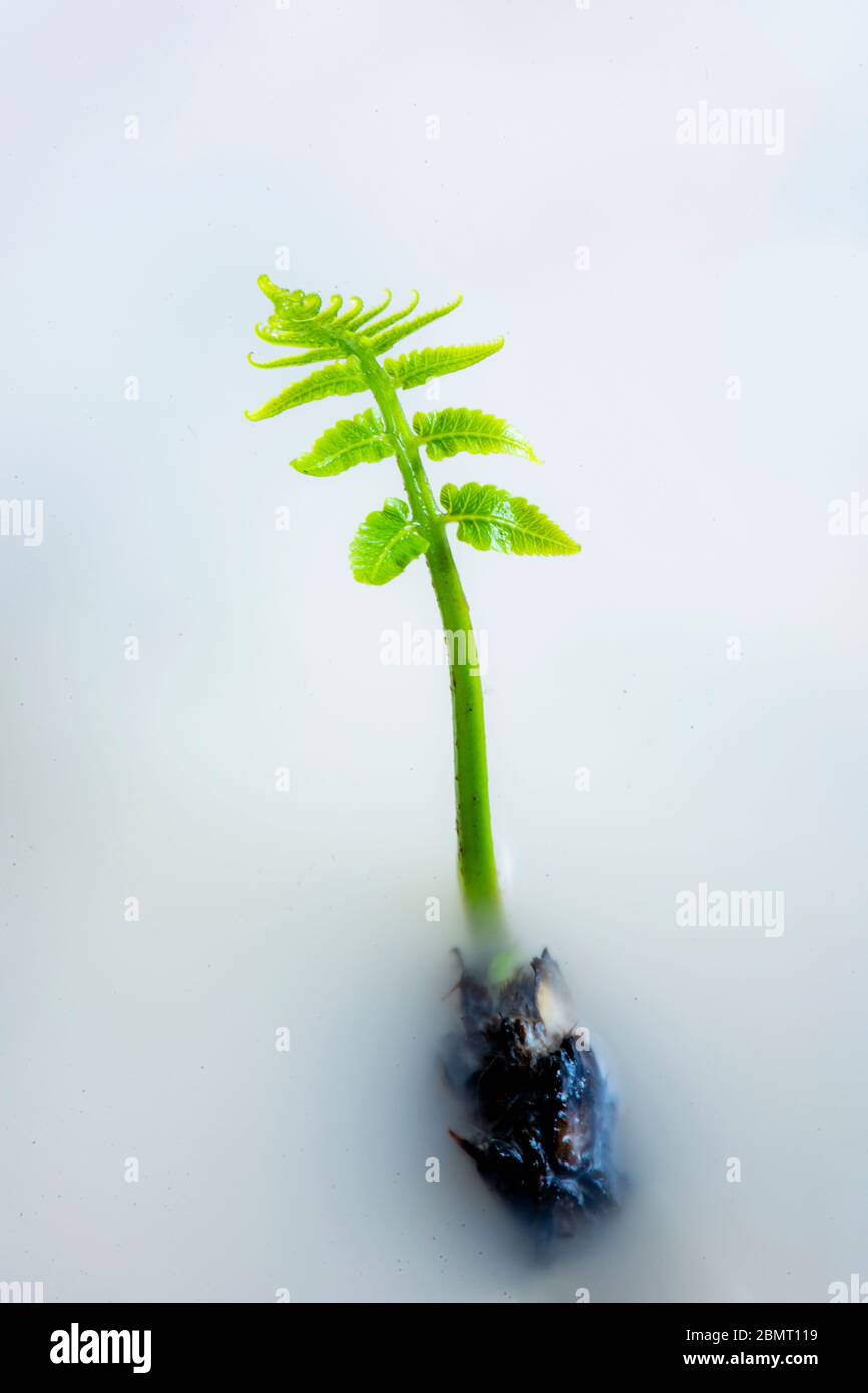 Agriculture art Stock Photo