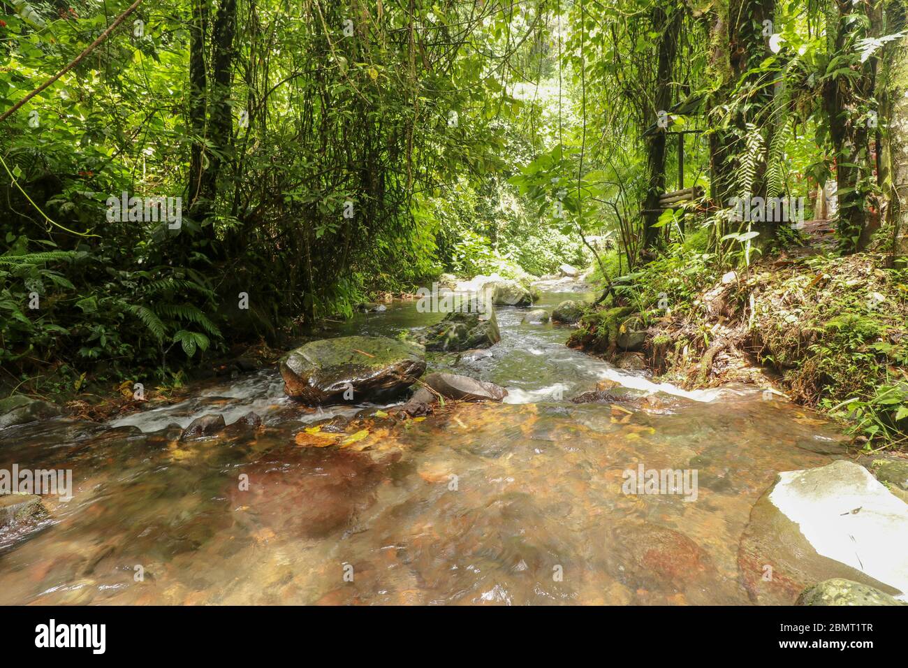 Rushing water flows through creek bed in rain forest. Water Flow Stock