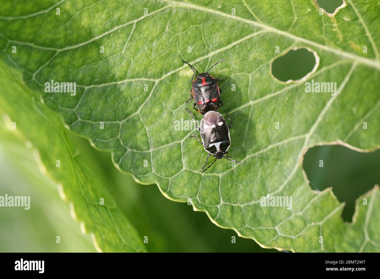 A mating pair of Brassica Shieldbug, Eurydema oleracea, perching on a