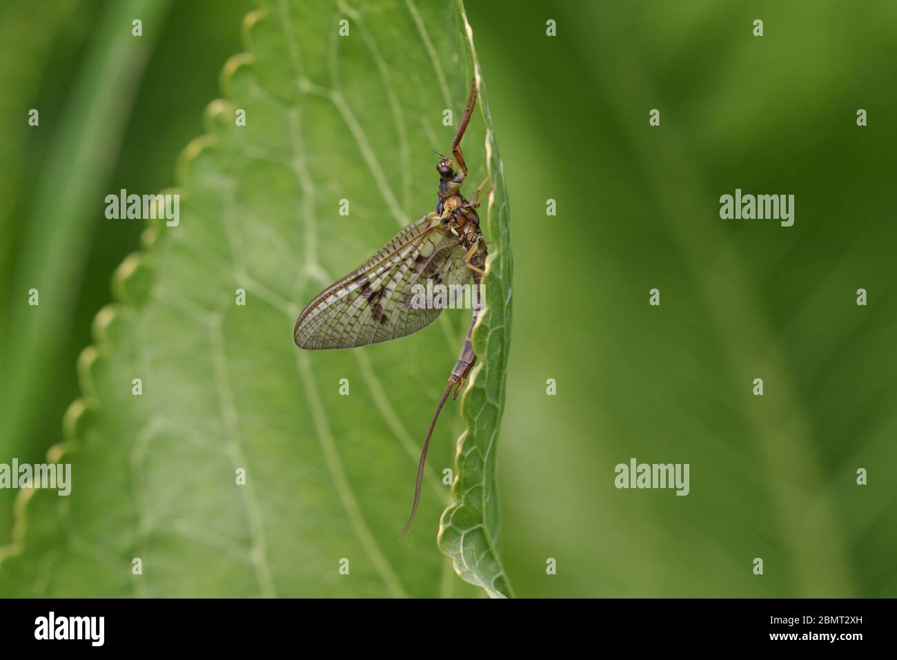 A beautiful Mayfly,  Ephemera vulgata, perching on a leaf growing at the edge of a river in spring in the UK. Stock Photo