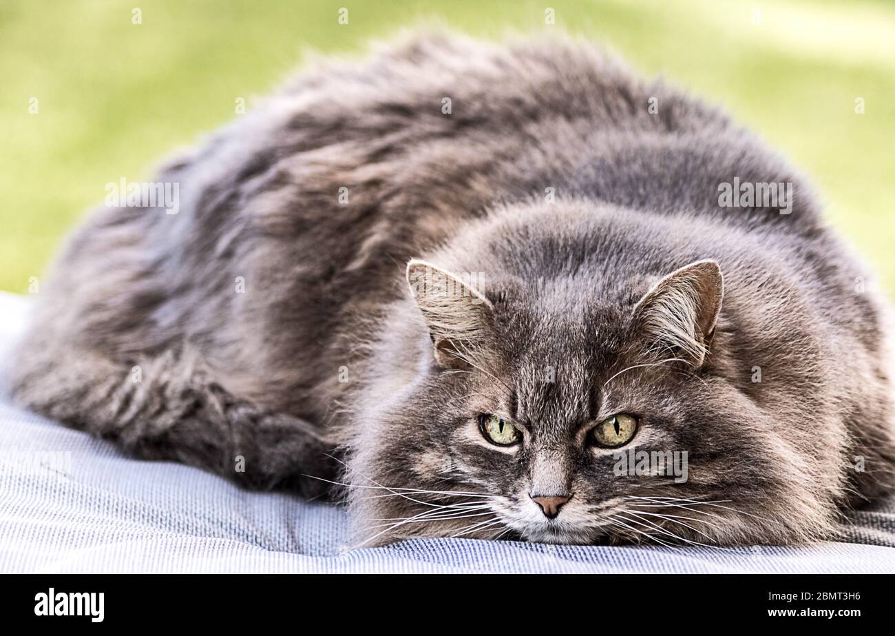 Maine Coon Stock Photo