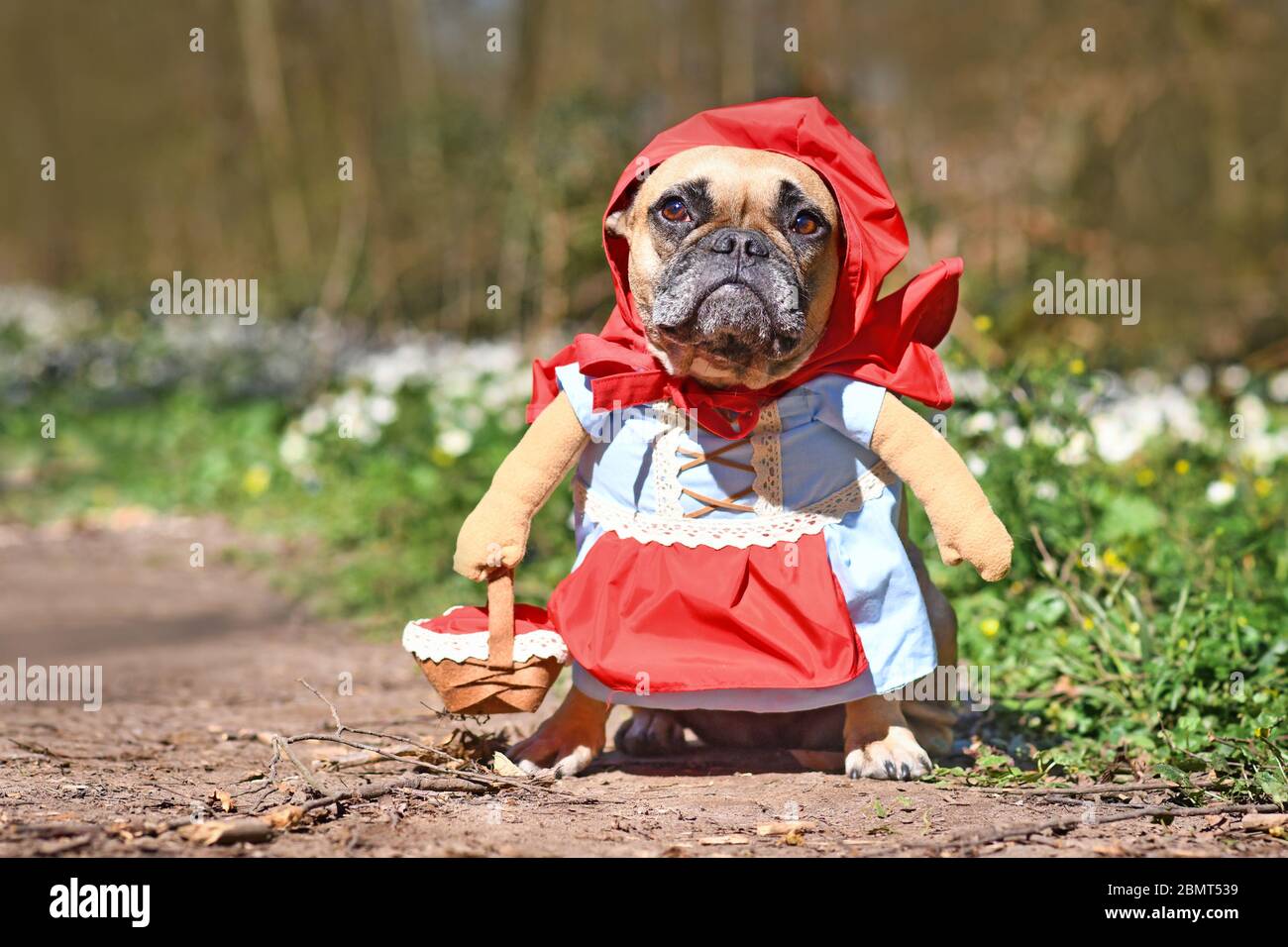 Funny French Bulldog dos dressed up as fairytale character Little Red  Riding Hood with full body costumes with fake arms wearing basket in forest  Stock Photo - Alamy