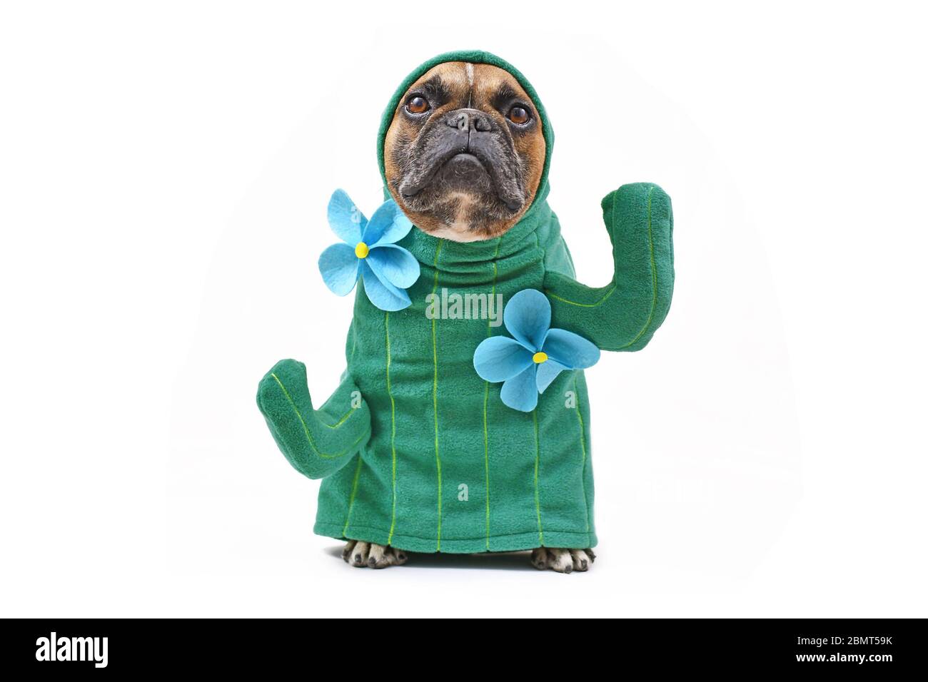 Hilarious French Bulldog dog in funny cactus costume with arms like  branches and flowers isolated on white background Stock Photo - Alamy