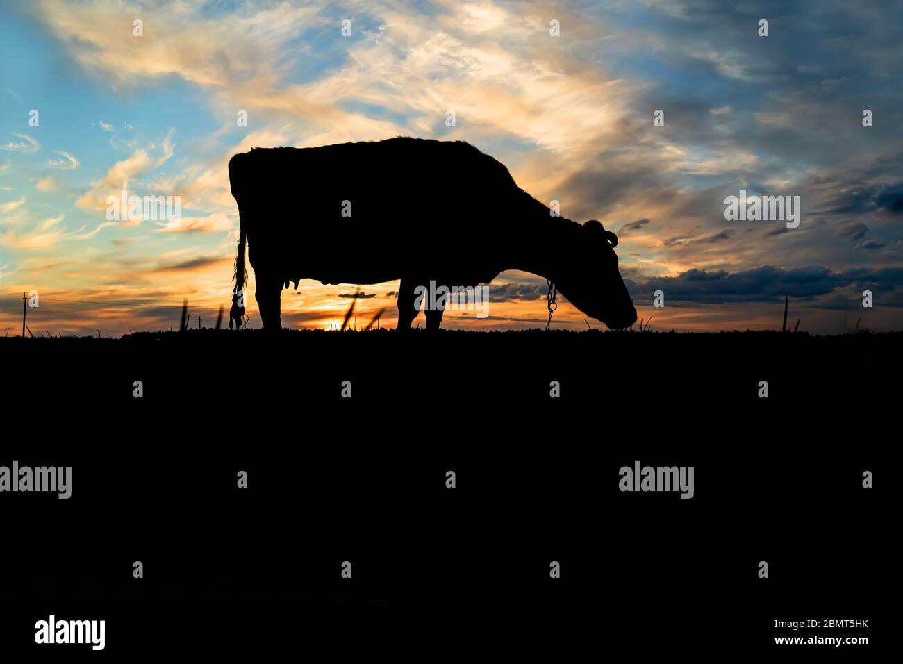 silhouette of a cow against the blue sky and evening sunset Stock Photo ...