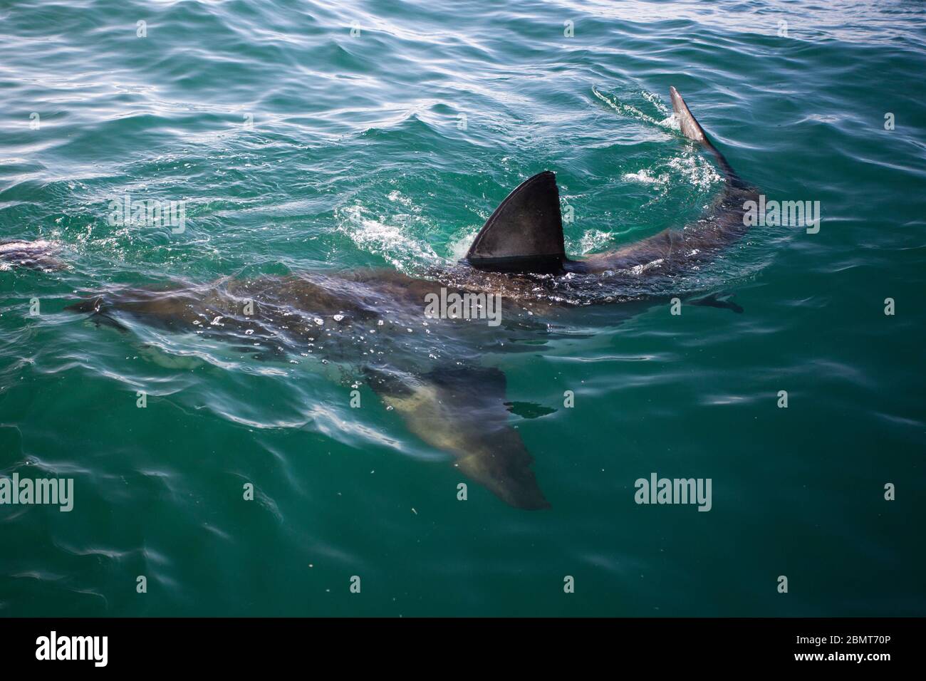 Great White Shark Cage Diving, False Bay, South Africa Stock Photo