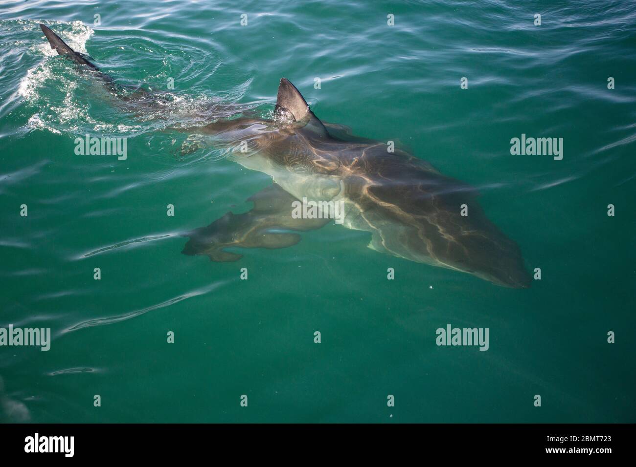 Great White Shark Cage Diving, False Bay, South Africa Stock Photo