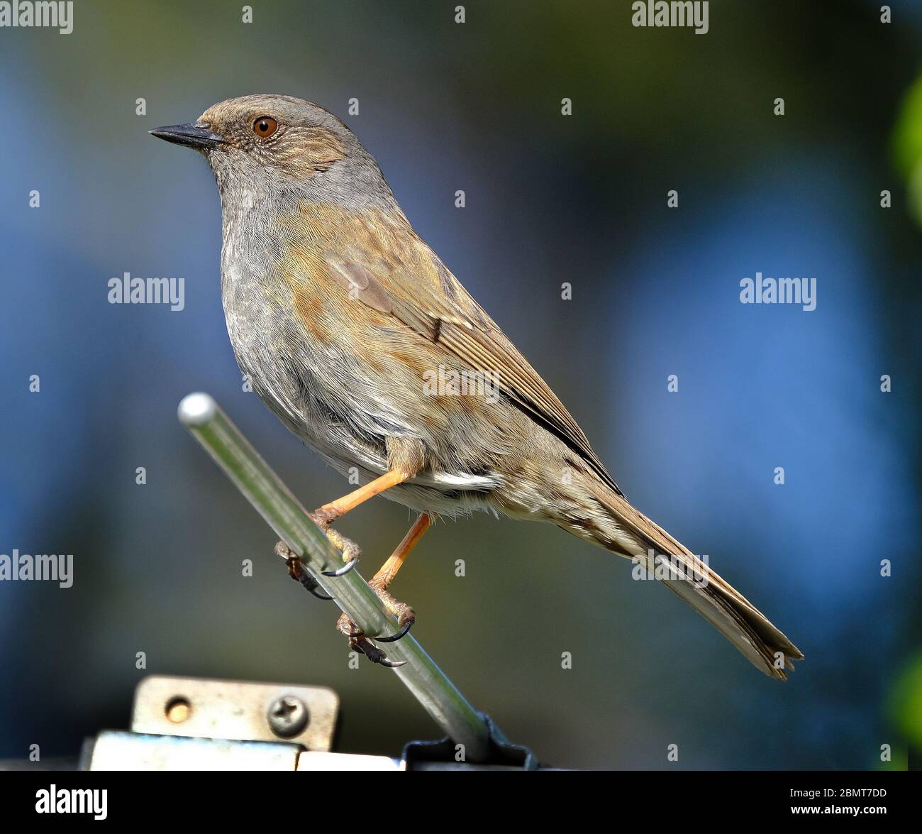The dunnock is a small passerine, or perching bird, found throughout temperate Europe and into Asian Russia Stock Photo