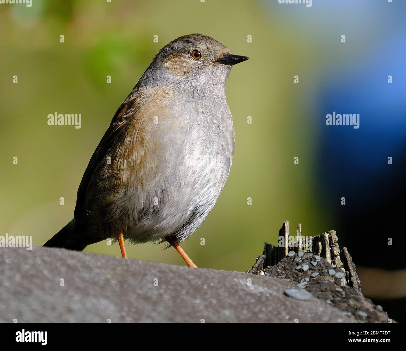 The dunnock is a small passerine, or perching bird, found throughout temperate Europe and into Asian Russia Stock Photo