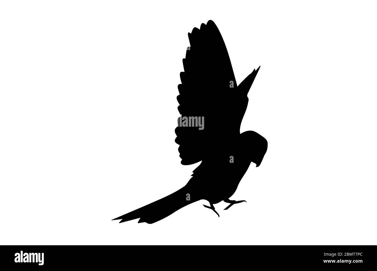Parrot on white background Black and White Stock Photos & Images Alamy