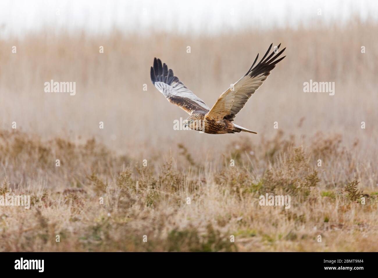 Marsh Harrier in flight over scrubland Stock Photo