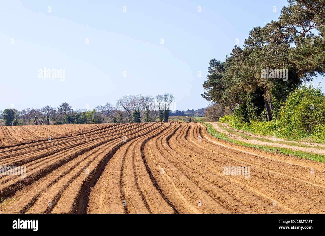 Furrows in sandy soil in field in Suffolk Sandlings farmland, Sutton, Suffolk, England, UK Stock Photo