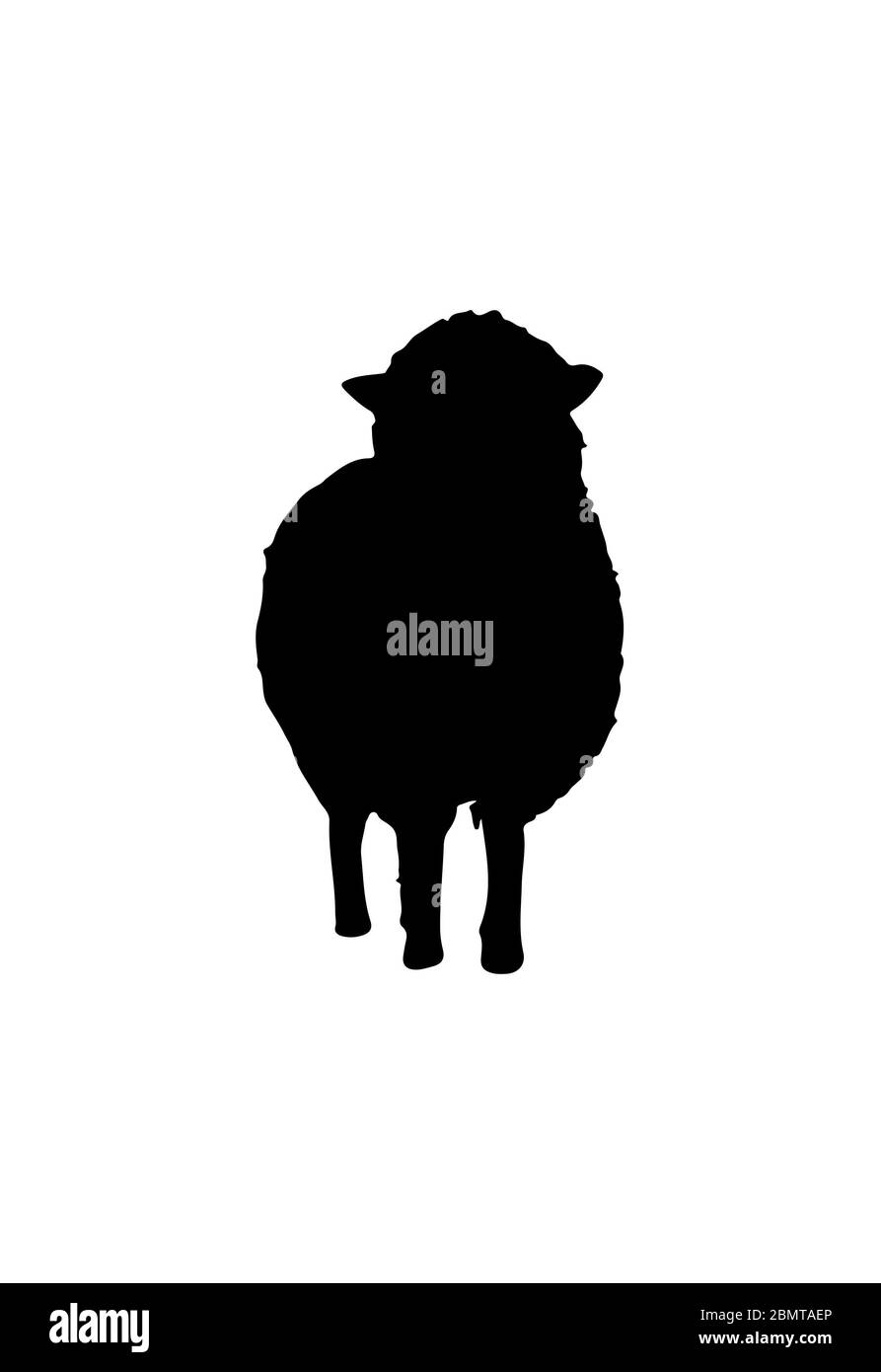 sheep silhouette on white background stock photo alamy alamy