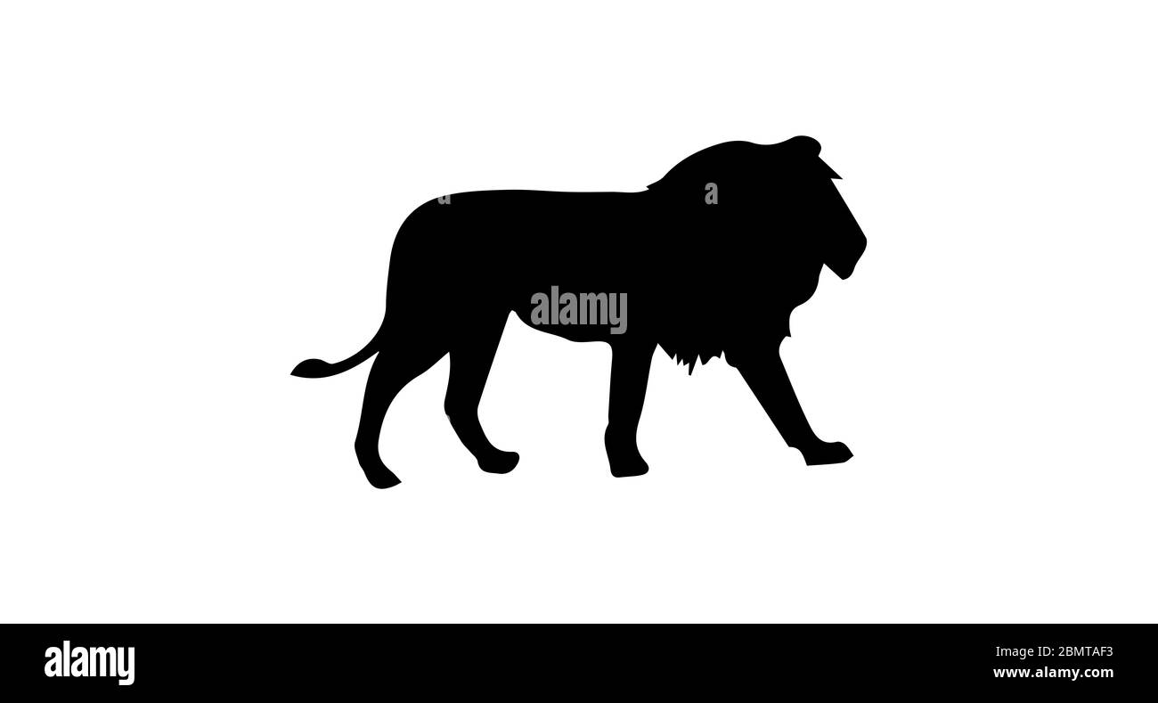 Lion Silhouette On White Background Stock Photo - Alamy