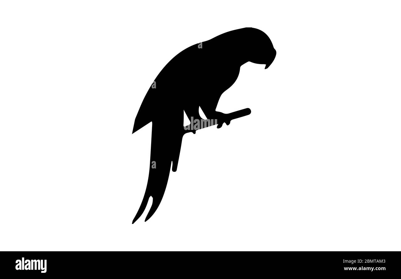 Parrot silhouette on white background Stock Photo - Alamy