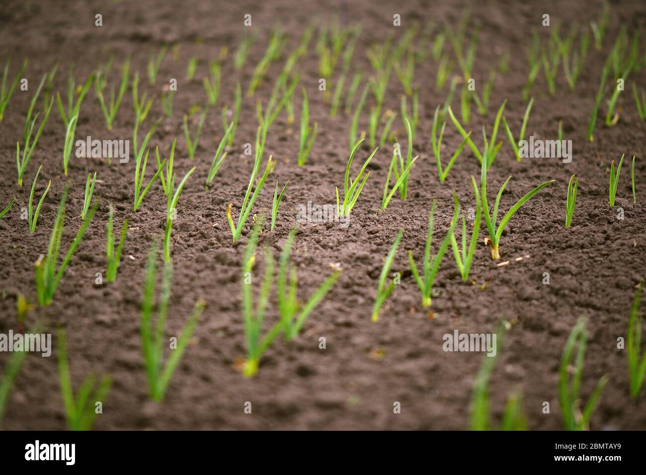 Onion field square hi-res stock photography and images - Alamy