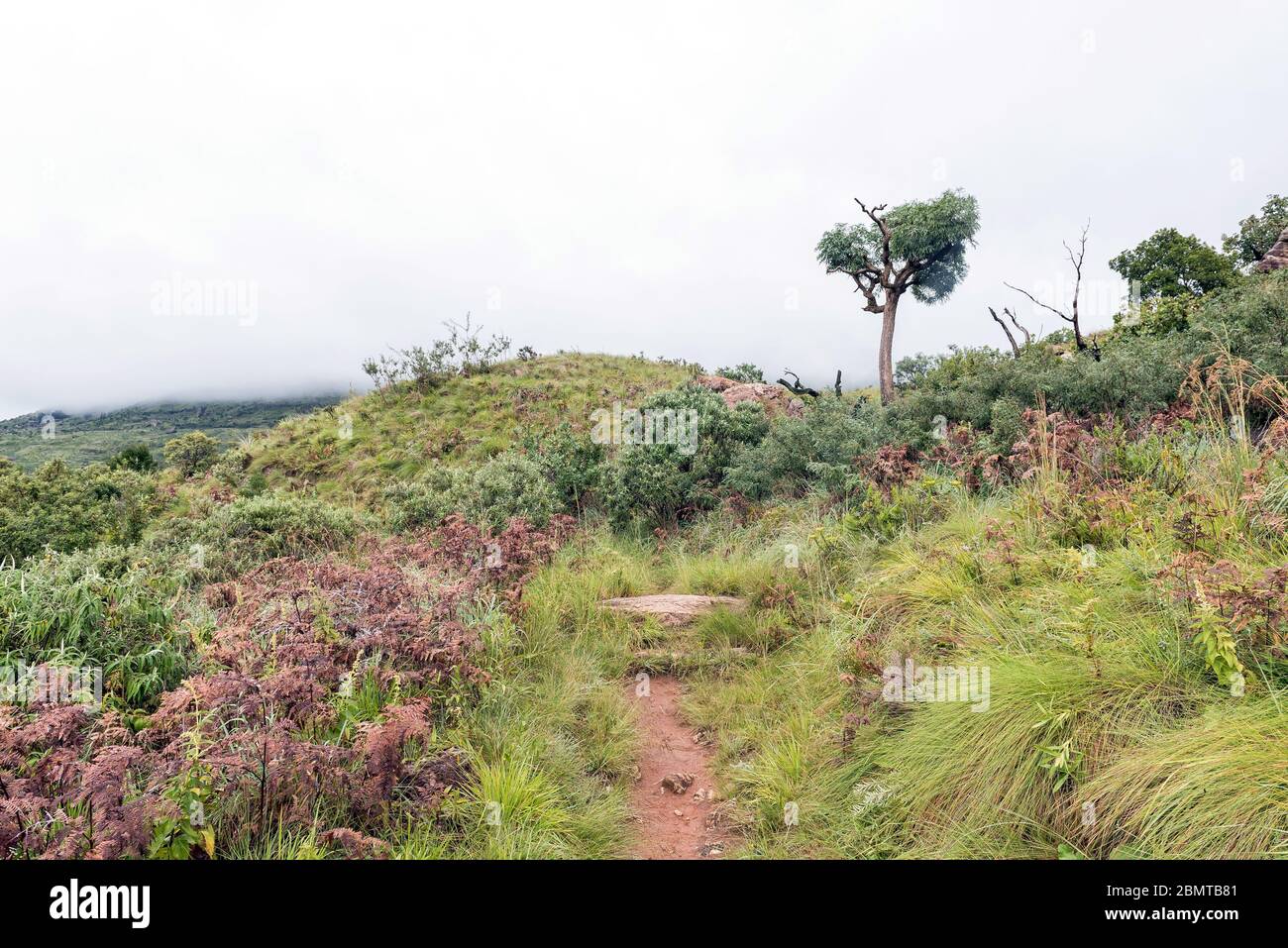 A hiking trail near Mahai passing a mountain cabbage tree on the slopes of Ploughmans Kop Stock Photo