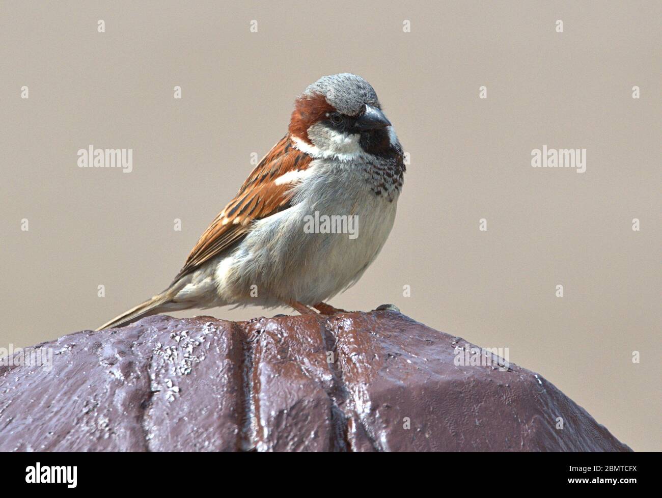 Schleswig, Deutschland. 10th May, 2020. 10.05.2020, Schleswig, a male house sparrow (Passer domesticus) sits relaxed on a wooden figure. Order: Sparrowbird (Passeriformes), subordination: Songbird (Passeri), superfamily: Passeroidea, family: Sparrow (Passeridae), genus: Passer, species: house sparrow | usage worldwide Credit: dpa/Alamy Live News Stock Photo