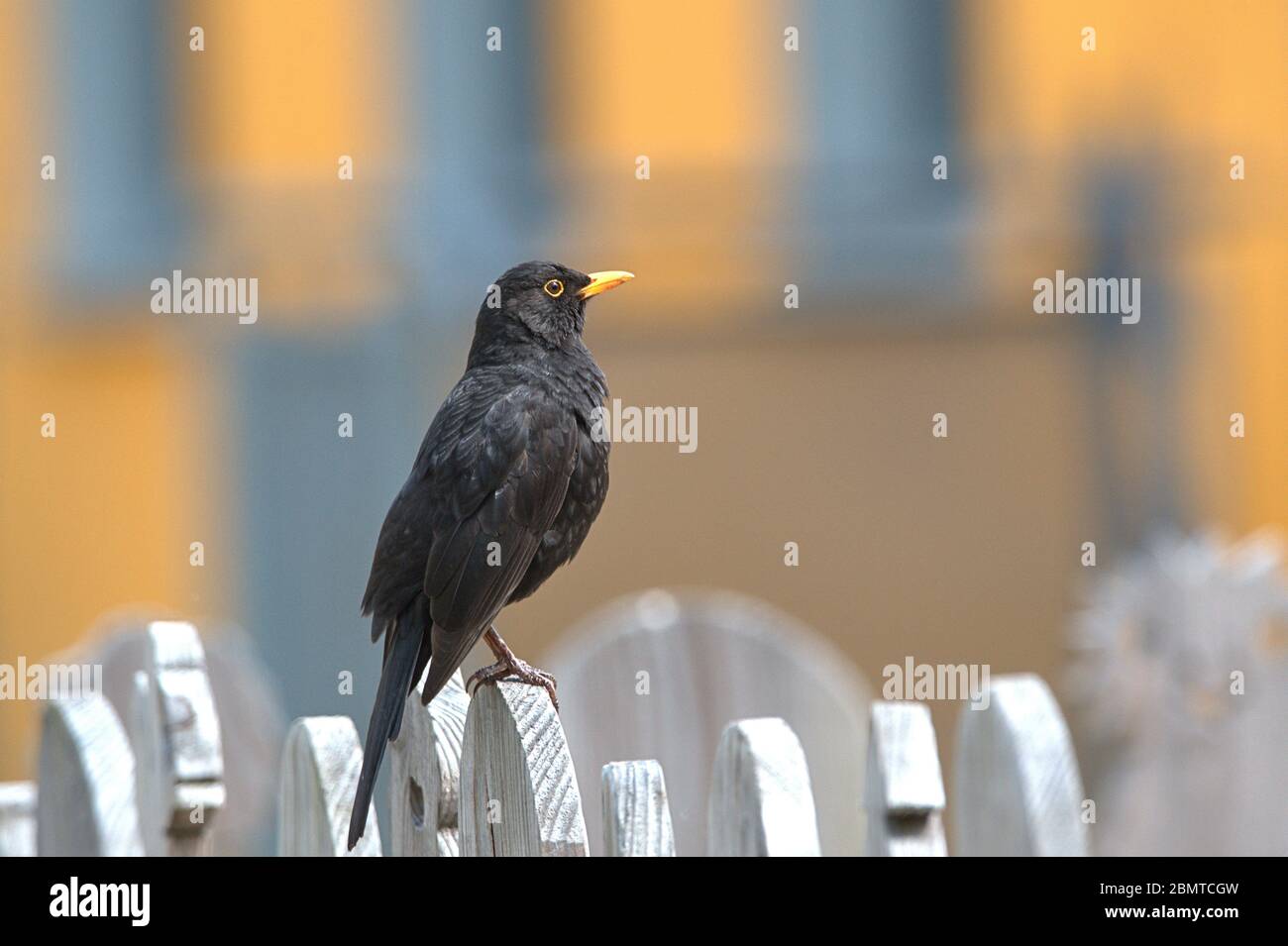 Schleswig, Deutschland. 10th May, 2020. 10.05.2020, Schleswig, a male blackbird (Turdus merula) or black thrush sits relaxed on a wooden fence. Order: Passeriformes, Subordination: Songbird (Passeri), Family: Thrushes (Turdidae), Subfamily: Turdinae, Genus: True Thrushes (Turdus), Species: Blackbird | usage worldwide Credit: dpa/Alamy Live News Stock Photo