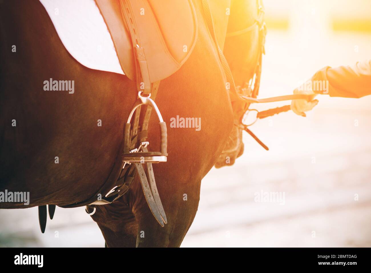 A human holds the reins of a racehorse Bay horse dressed in sports equipment and illuminated by bright sunlight. Stock Photo