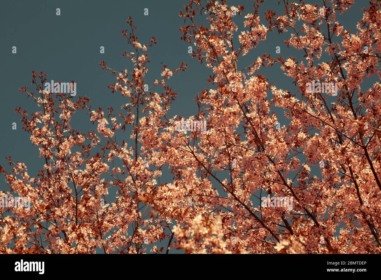 Cherry blossoms over blurred nature background. Spring flowers. Spring pink  background with bokeh. Beautiful nature scene with blooming tree and sun  Stock Photo - Alamy, image size:1300x956