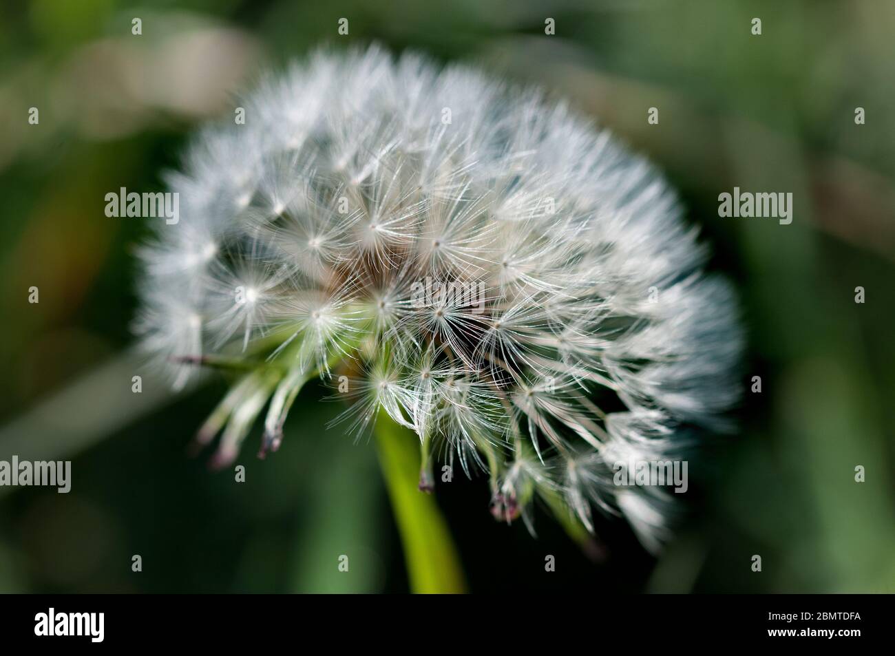 dandelion flower Stock Photo