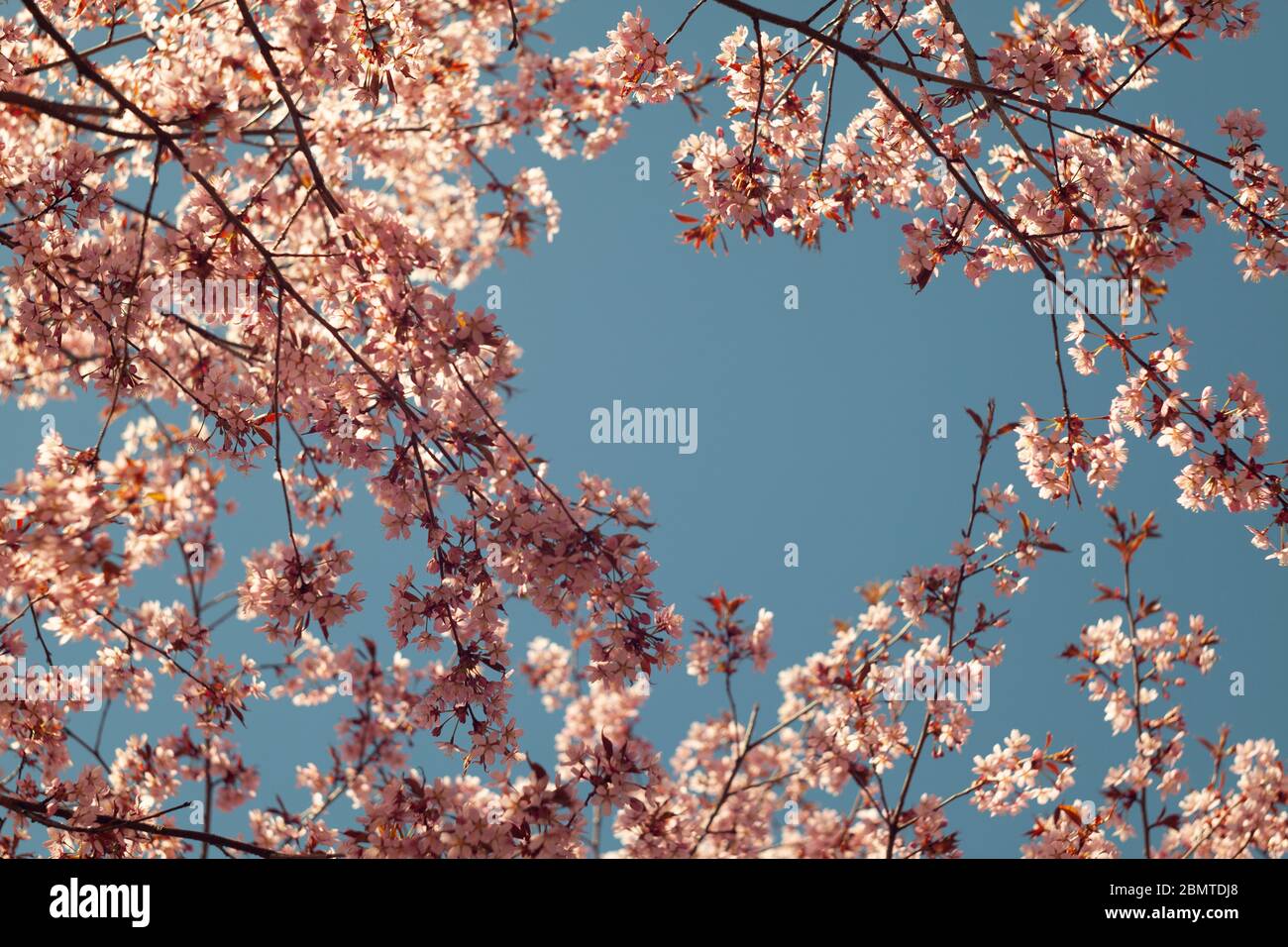Cherry blossoms over blurred nature background. Spring flowers. Spring pink  background with bokeh. Beautiful nature scene with blooming tree and sun  Stock Photo - Alamy, image size:1300x956