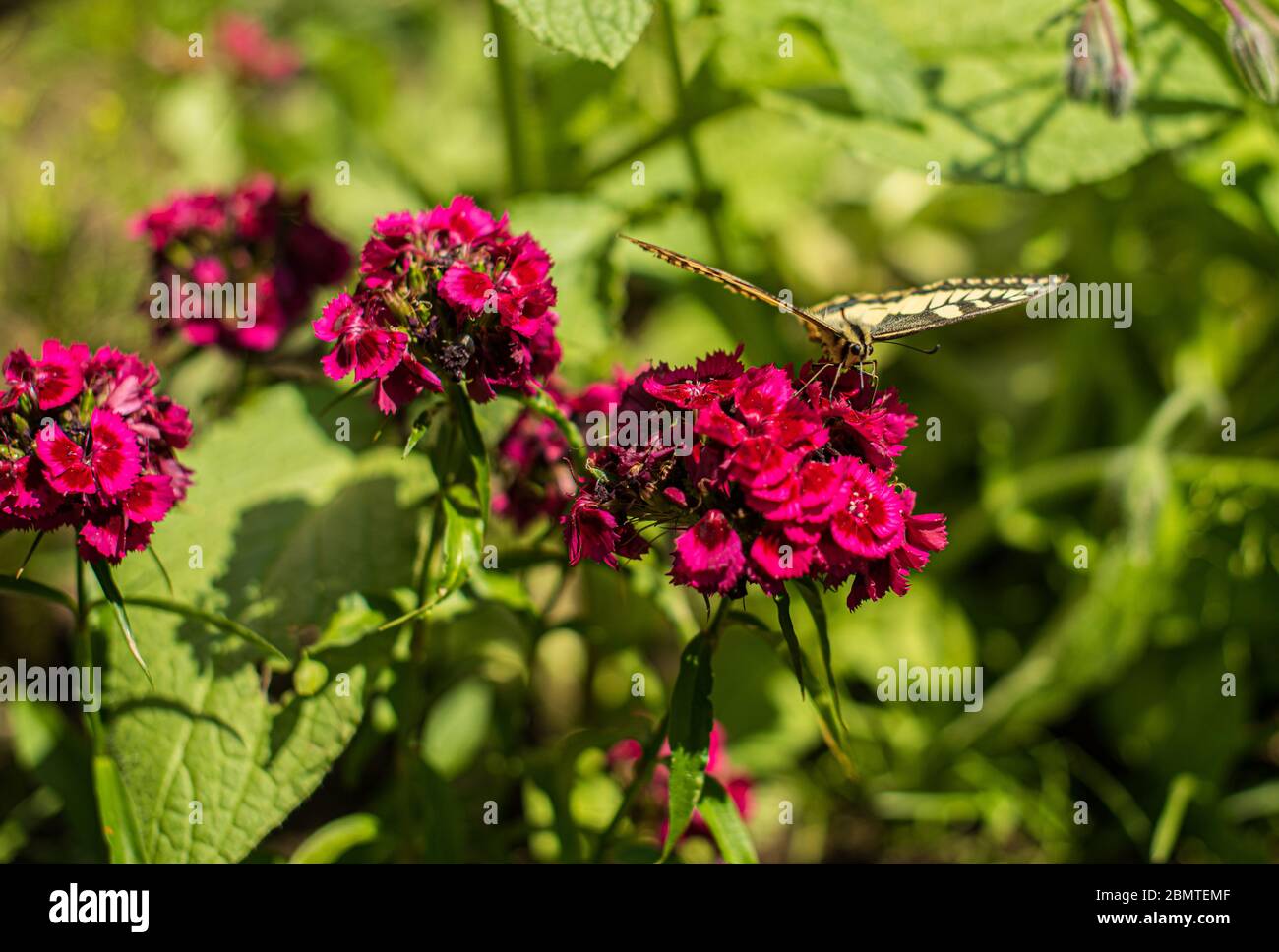 Large yellow and black moth on red flowers.. Stock Photo