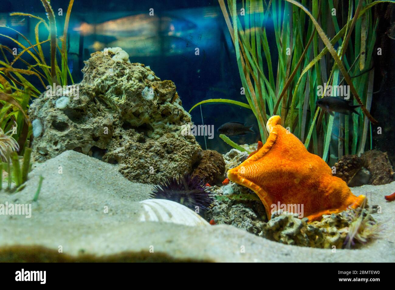 Beautiful salt aquarium fish swimming around Stock Photo