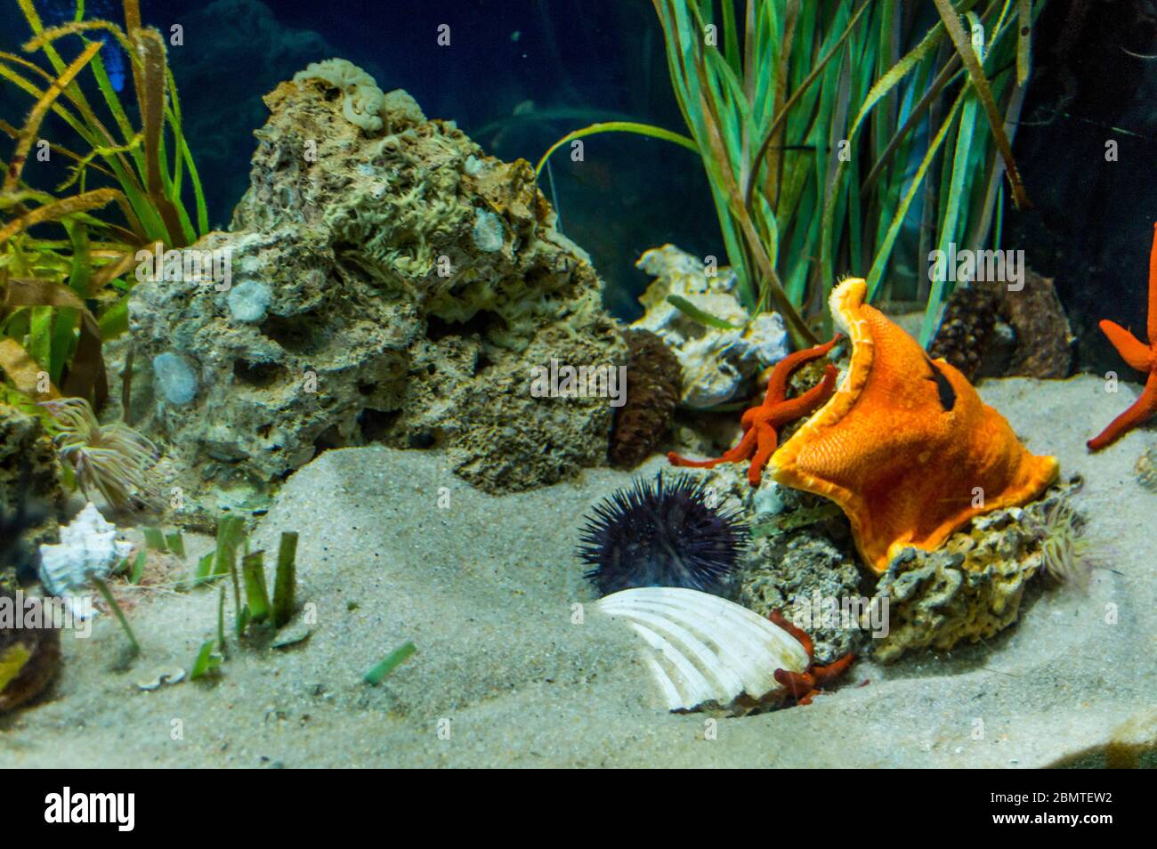 Beautiful salt aquarium fish swimming around Stock Photo