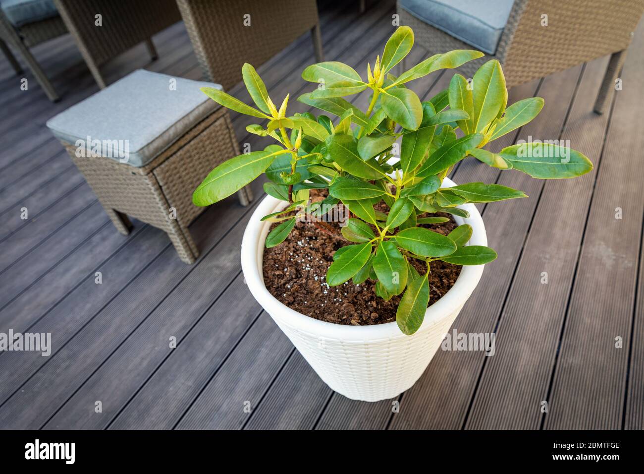 pot with rhododendron hybrida Helsinki University on a garden terrace Stock Photo