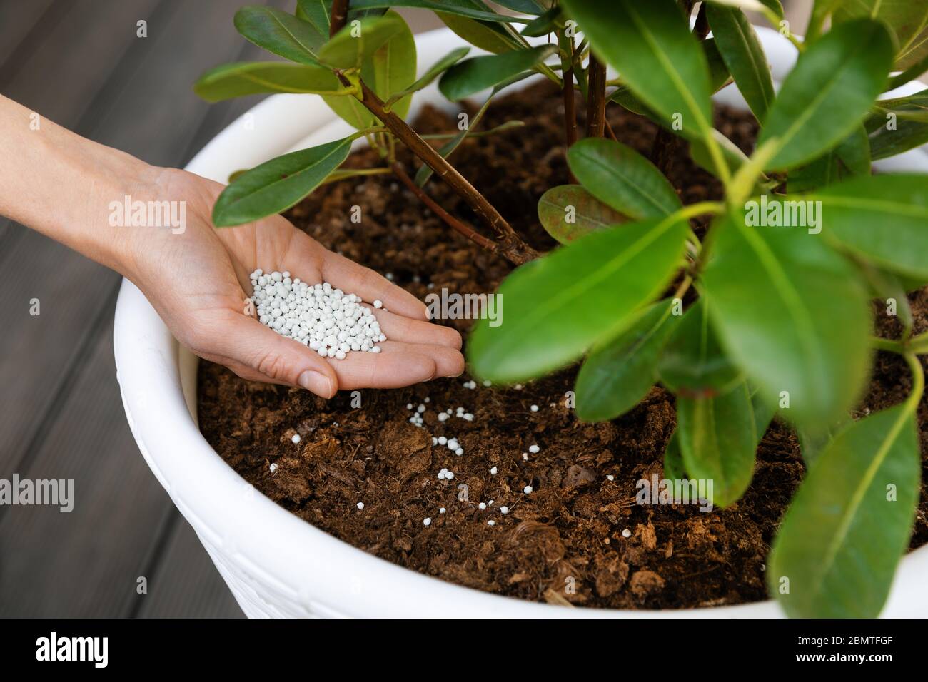 fertilizing potted rhododendron with granulated fertilizer Stock Photo