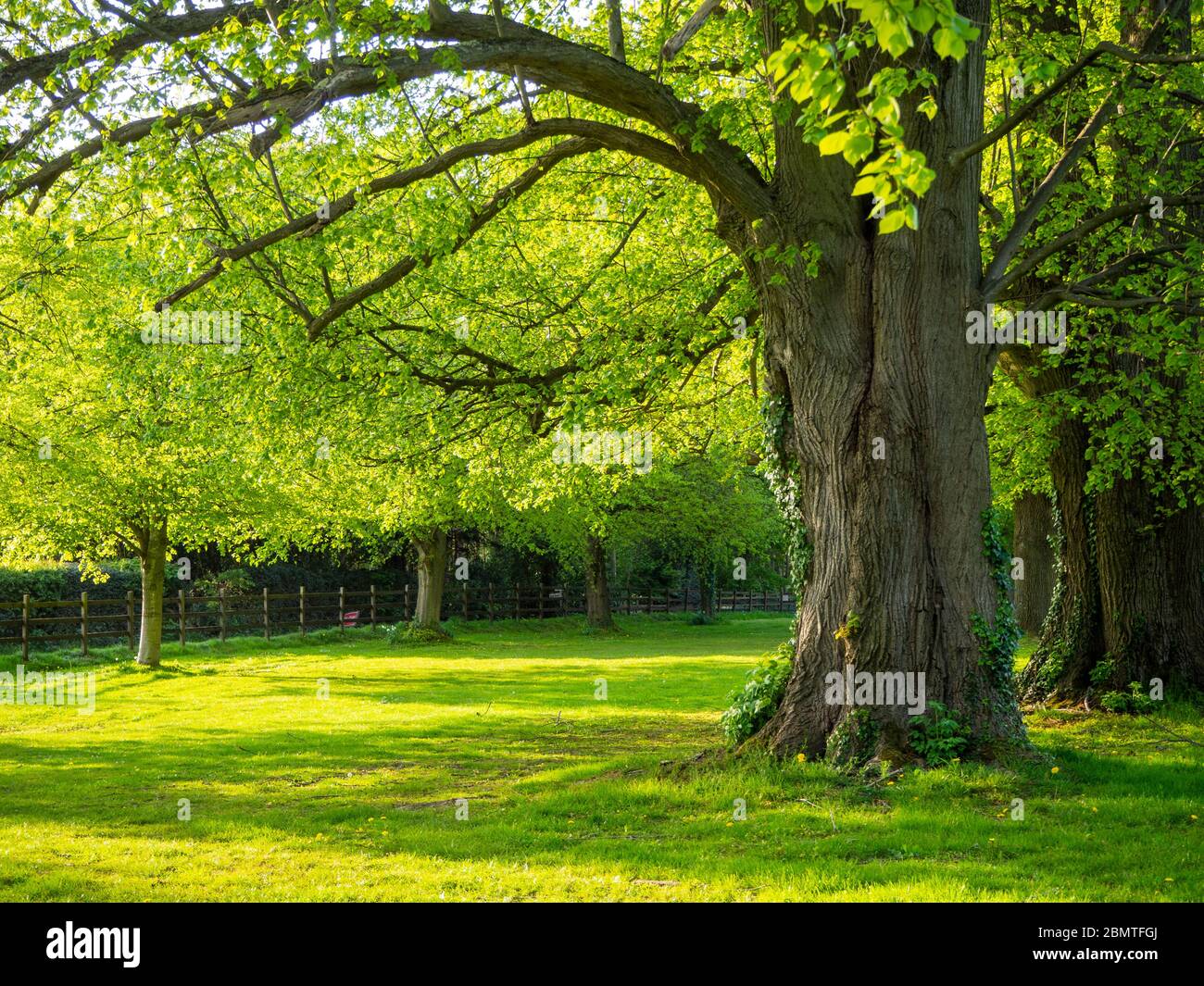 Lime trees in the sun with backlit new foliage in the Parterre at