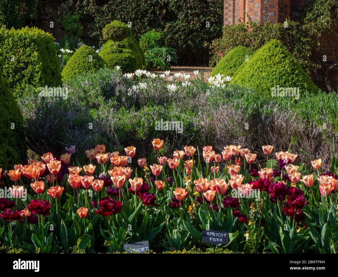 Tulip border at Chenies Manor Garden. Salmon pink Tulip Apricot Foxx and deep reddish purple Tulip Antraciet with a backdrop of Lavendar and topiary. Stock Photo