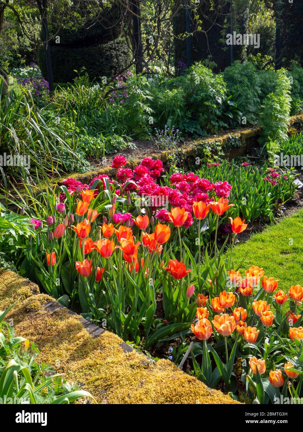 Corner of the Sunken garden at Chenies Manor in April. Vibrant orange and magenta flowers in full sun.Chato, Temple of Beauty and Amazone varieties. Stock Photo